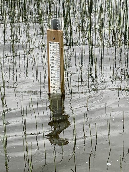 Deer Lake Water Level