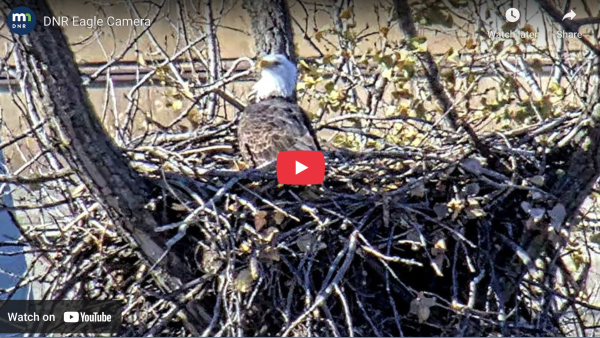 DNR EAGLE CAM Live