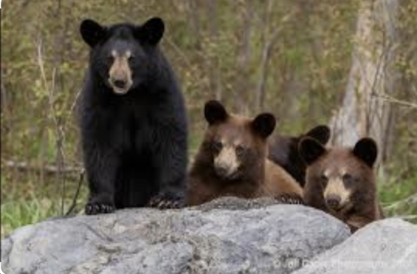 Dangers of Bears